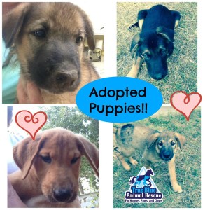 TBAR-Adopted-Puppies-August