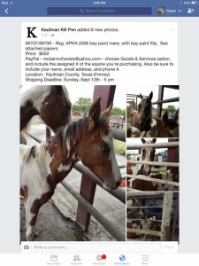 TBAR-Please-Help-Horses