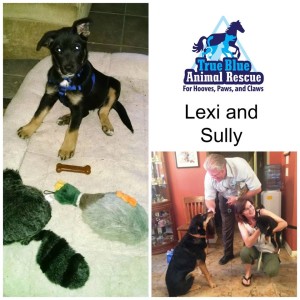 TBAR-Texas-Animal-Rescue-Lexi