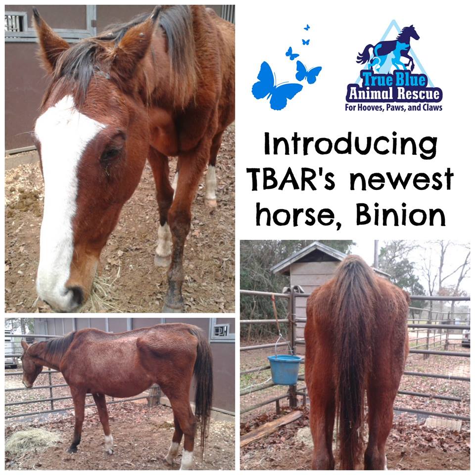 Binion-TBAR-Horse-Adoptable