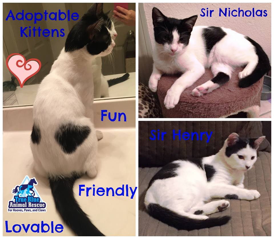 TBAR-Adoptable-Cats-Sir-Henry-Nicholas