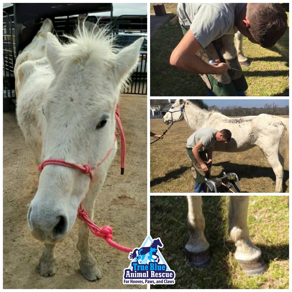 TBAR-Adoptable-Gray-Gelding