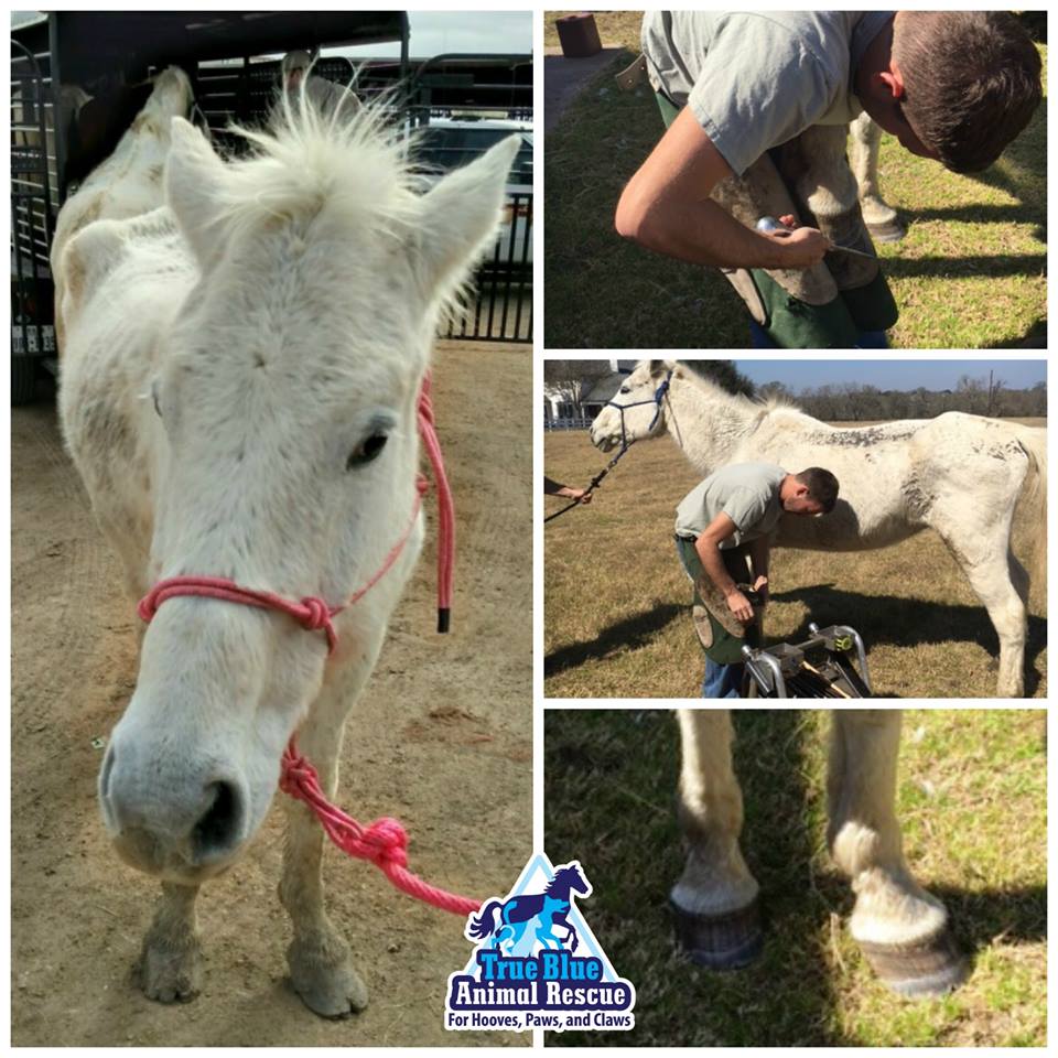 TBAR-Adoptable-Gray-Gelding