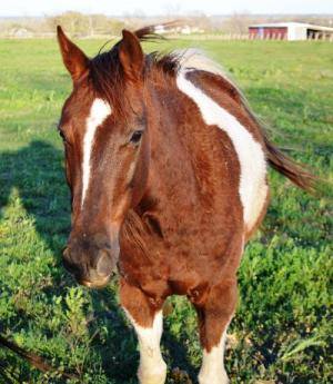 TBAR-Adoptable-Horse-Admiral