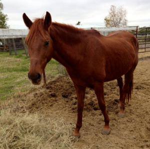 TBAR-Adoptable-Horse-Sonador-POW