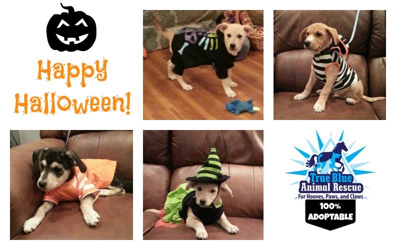 TBAR-Adoptable-Puppies-Halloween-2015