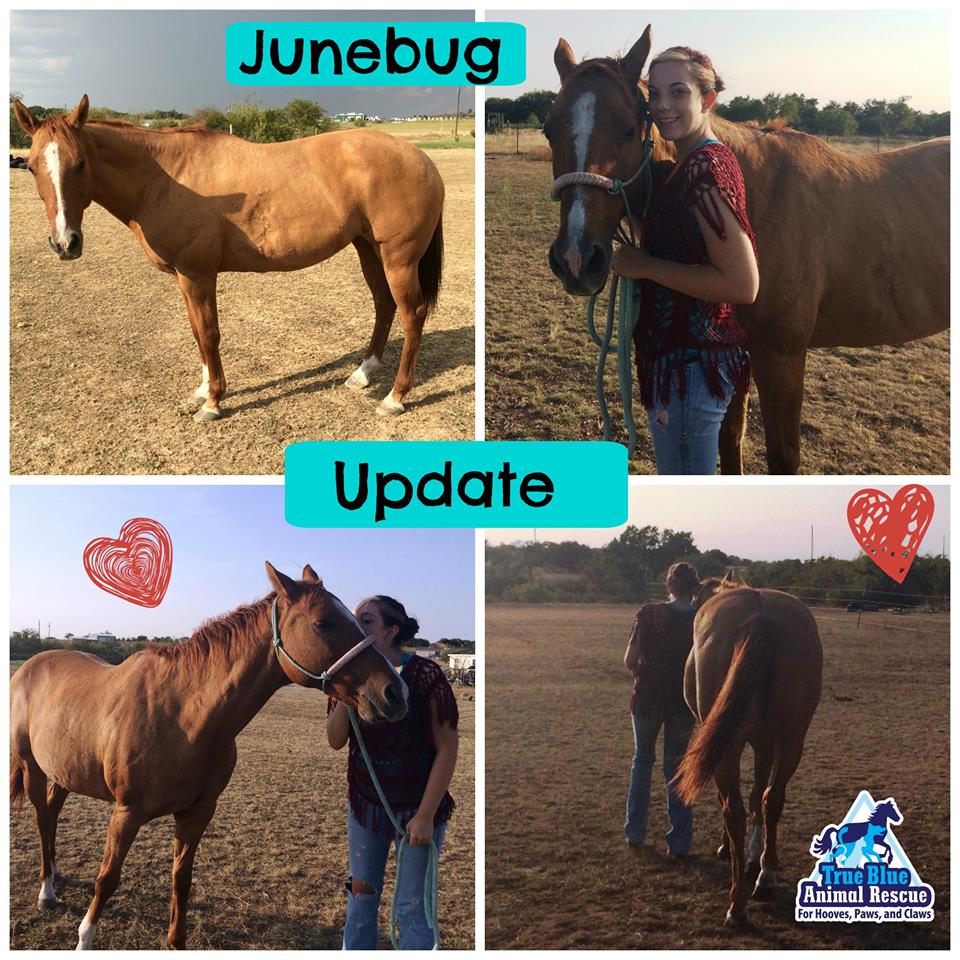 TBAR-Adoption-Update-Junebug