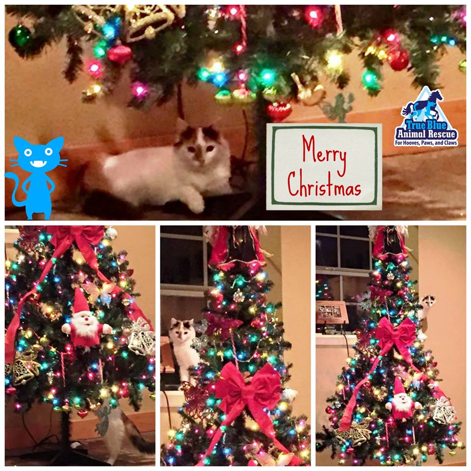 TBAR-Christmas-Willow-Cat