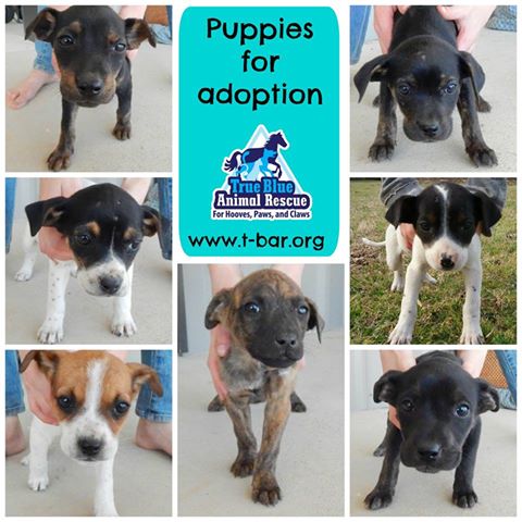 TBAR-Puppies-for-Adoption