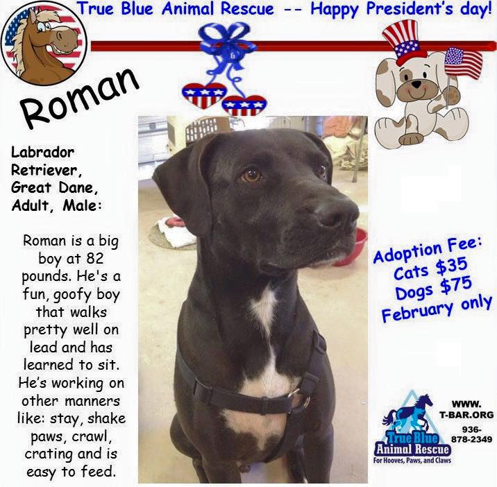 TBAR-Roman-Dog-Pet-of-the-week