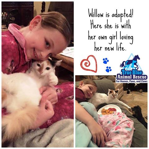 TBAR-Success-Willow-Cat-Adopted