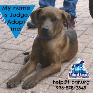 TBAR-Adoptable-Dog-Judge