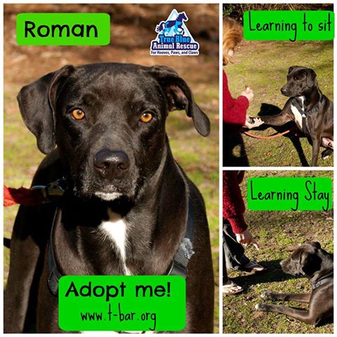 TBAR-Adoptable-Dog-Roman