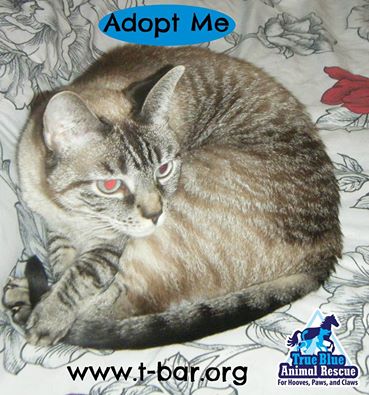 TBAR-Cat-Adoptable-Vanilla-Latte