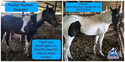 TBAR-Newest-Rescue-Horses-April-2016