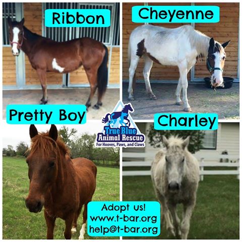 TBAR-Newest-Rescue-Ribbon-Cheyenne