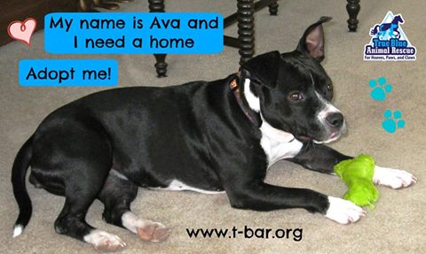 TBAR-Pet-of-the-week-Ava