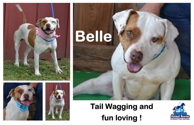 TBAR-Pet-of-the-week-Belle