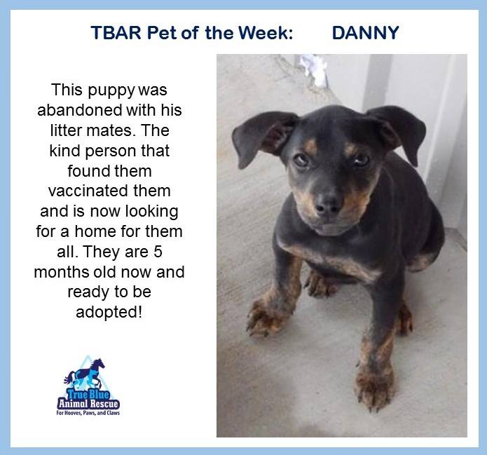 TBAR-Pet-of-the-week-Danny