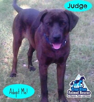 TBAR-Pet-of-the-week-Judge