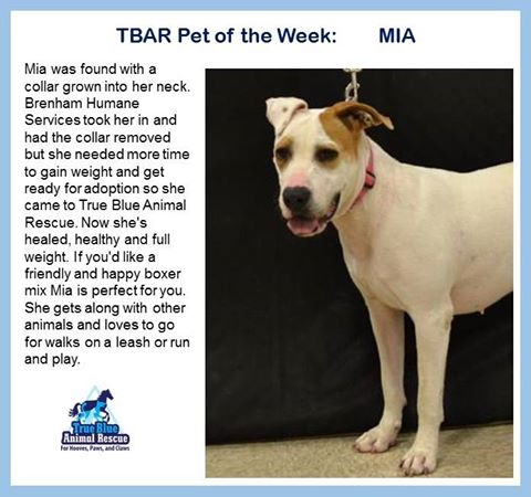TBAR-Pet-of-the-week-Mia-2