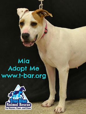 TBAR-Pet-of-the-week-Mia