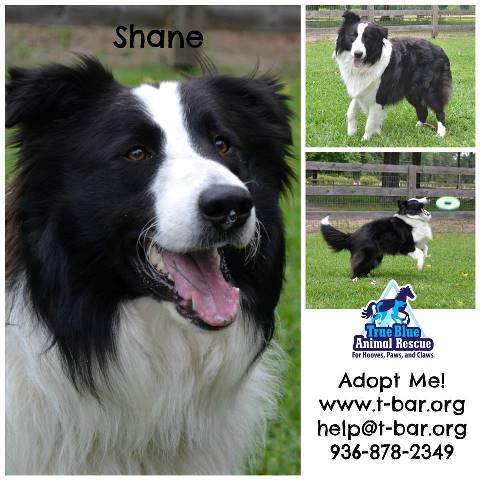 TBAR-Pet-of-the-week-Shane