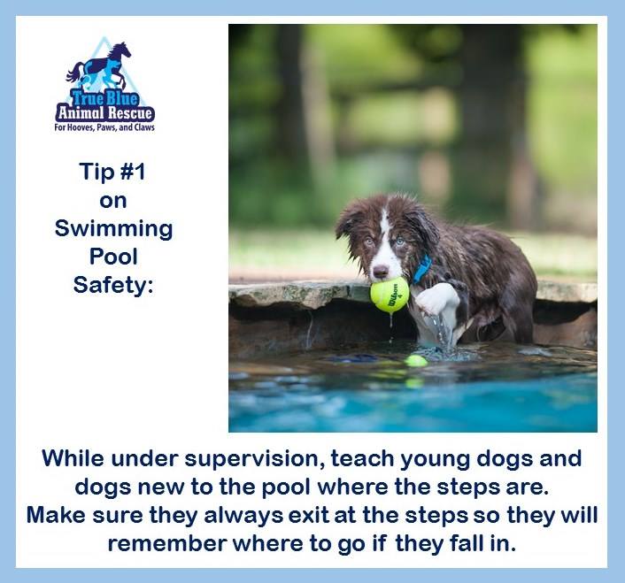 TBAR-Swimming-Safety-1