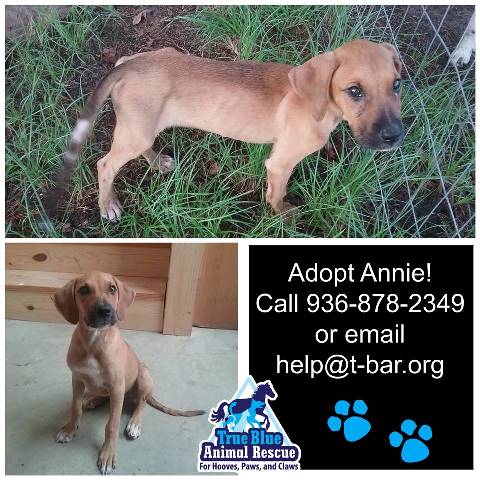 TBAR-Adoptable-Dog-Annie