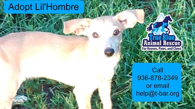 TBAR-Adoptable-Dog-Lil-Hombre