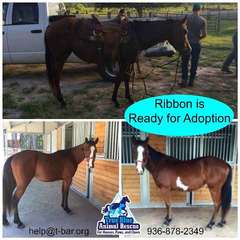 TBAR-Adoptable-Horse-Ribbon