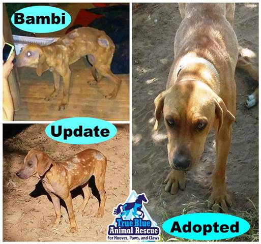 TBAR-Adopted-Bambi-Dog