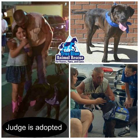 TBAR-Adopted-Dog-Judge