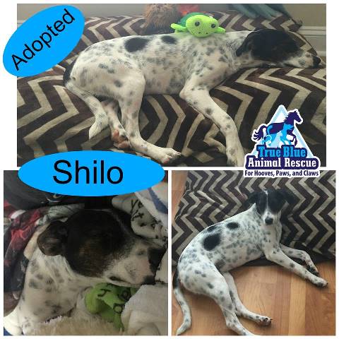 TBAR-Adopted-Dog-Shilo