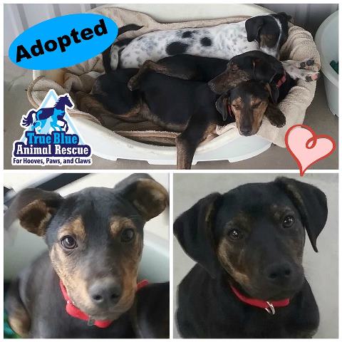 TBAR-Adopted-Dogs-Coco-Danny