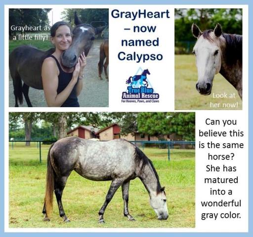 TBAR-Adopted-Grayheart-Update-Horse