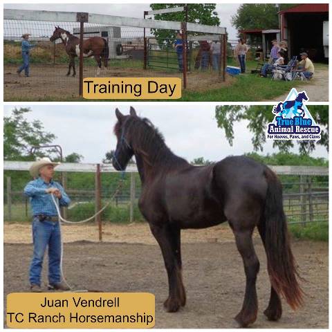 TBAR-Juan-Vendrell-Horse-Training-2016