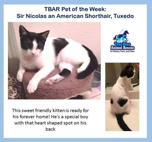 TBAR-Pet-of-the-Week-Cat-Sir-Nicholas