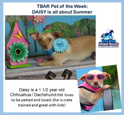 TBAR-Pet-of-the-Week-Dog-Daisy
